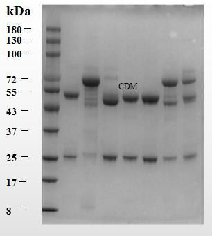 Clindamycin Antibody in SDS-PAGE (SDS-PAGE)