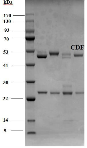 Chlordimeform Antibody in SDS-PAGE (SDS-PAGE)