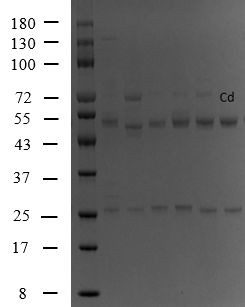 Cadmium Antibody in SDS-PAGE (SDS-PAGE)