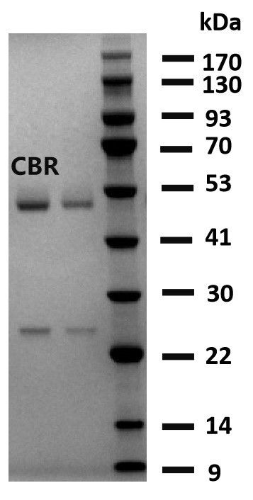 Carbaryl Antibody in SDS-PAGE (SDS-PAGE)