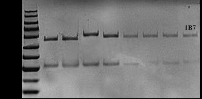 Clobetasol Propionate Antibody in SDS-PAGE (SDS-PAGE)