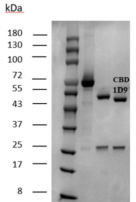 Carbendazim Antibody in SDS-PAGE (SDS-PAGE)