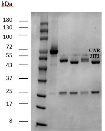 Carbofuran Antibody in SDS-PAGE (SDS-PAGE)