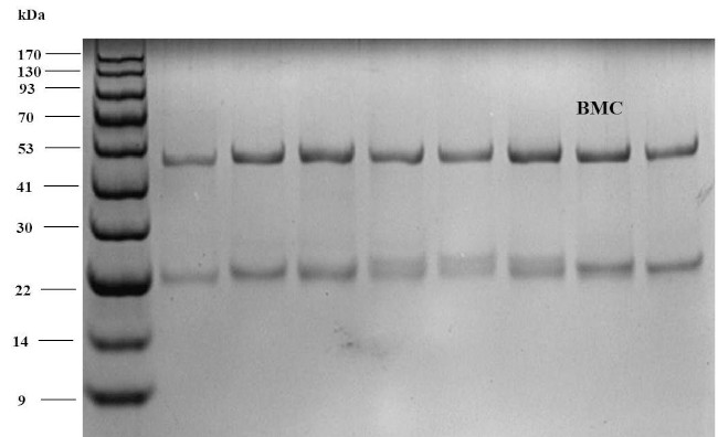 Bromacil Antibody in SDS-PAGE (SDS-PAGE)