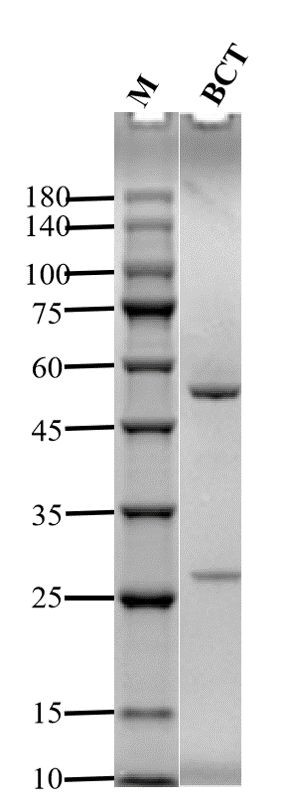 Bacitracin Antibody in SDS-PAGE (SDS-PAGE)