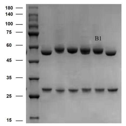 Aflatoxin B1 Antibody in SDS-PAGE (SDS-PAGE)