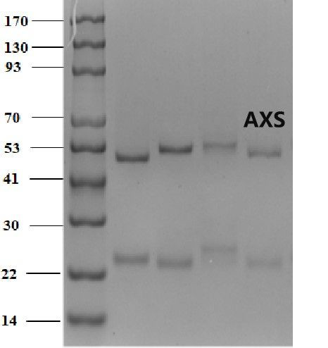 Azoxystrobin Antibody in SDS-PAGE (SDS-PAGE)