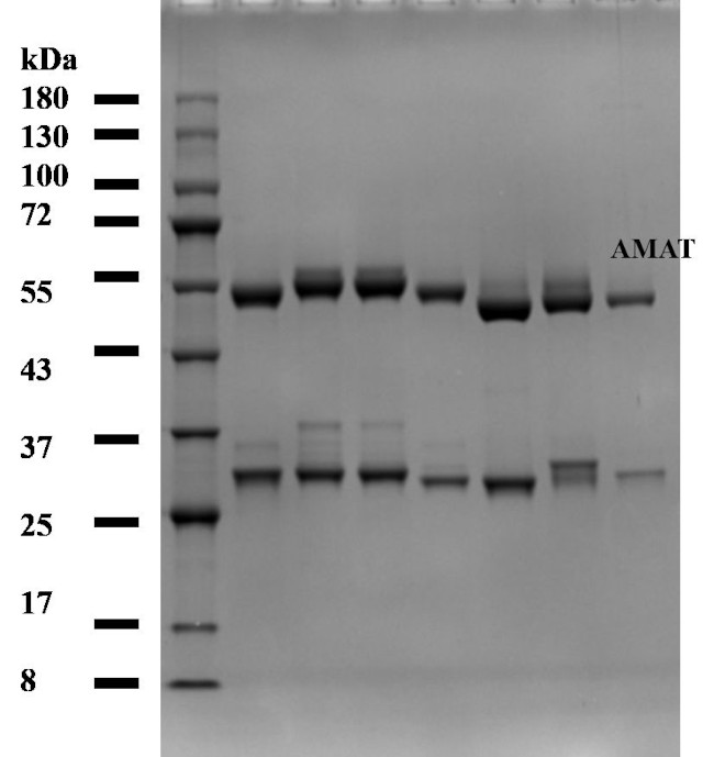 Amaranth Antibody in SDS-PAGE (SDS-PAGE)