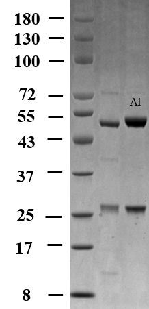Aluminum Antibody in SDS-PAGE (SDS-PAGE)