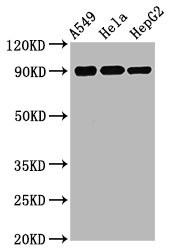 Phospho-RSK1 (Ser380) Antibody in Western Blot (WB)