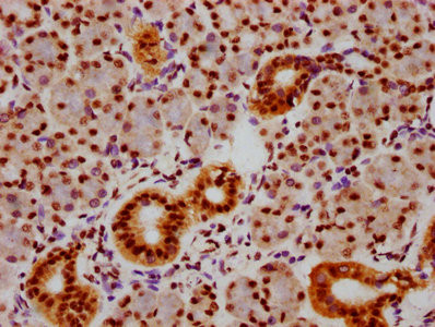 Phospho-SMAD5 (Ser463, Ser465) Antibody in Immunohistochemistry (Paraffin) (IHC (P))