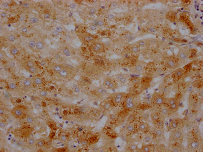 Transthyretin Antibody in Immunohistochemistry (Paraffin) (IHC (P))