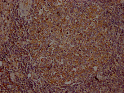 ITK Antibody in Immunohistochemistry (Paraffin) (IHC (P))