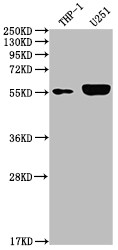 IRAK4 Antibody in Western Blot (WB)