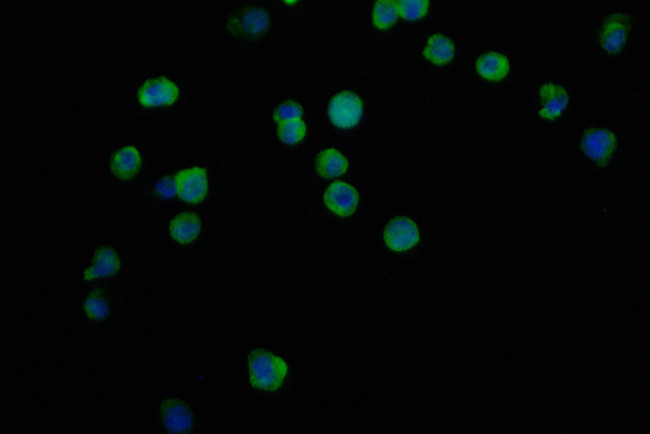 CD11a Antibody in Immunocytochemistry (ICC/IF)