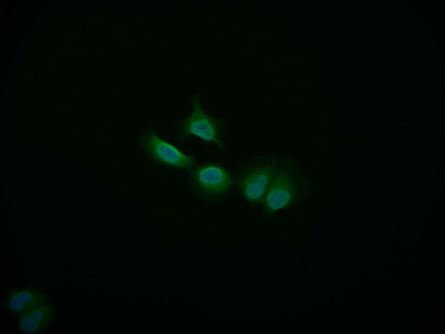 COPS3 Antibody in Immunocytochemistry (ICC/IF)