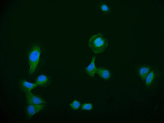 HDJ2 Antibody in Immunocytochemistry (ICC/IF)