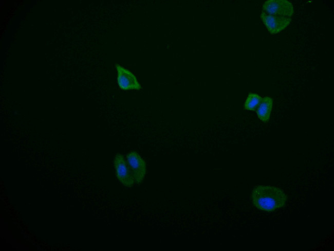 PDE2A Antibody in Immunocytochemistry (ICC/IF)