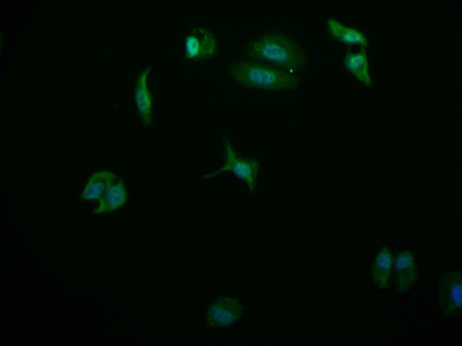 USP24 Antibody in Immunocytochemistry (ICC/IF)