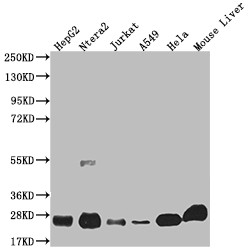 NQO2 Antibody in Western Blot (WB)