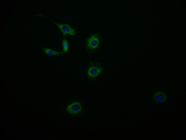 MAS1L Antibody in Immunocytochemistry (ICC/IF)