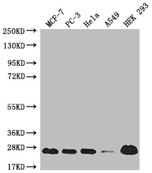 MRAS Antibody in Western Blot (WB)