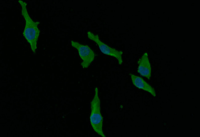 AGO2 Antibody in Immunocytochemistry (ICC/IF)