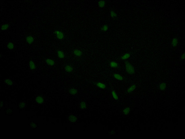 USP22 Antibody in Immunocytochemistry (ICC/IF)