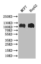 BRIP1 Antibody in Western Blot (WB)