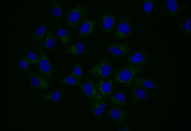 Npr2 Antibody in Immunocytochemistry (ICC/IF)