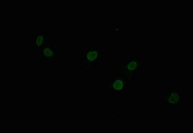 Histone H1.2 Antibody in Immunocytochemistry (ICC/IF)