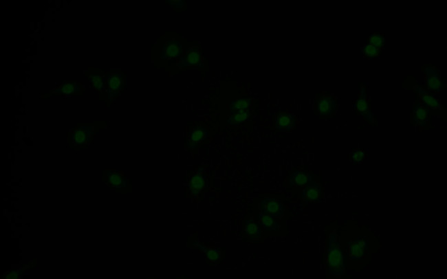 Phospho-MDM2 (Ser166) Antibody in Immunocytochemistry (ICC/IF)