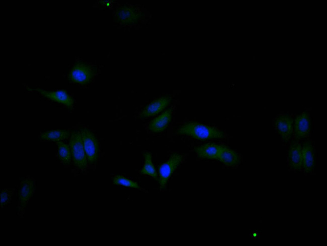 GAPDH Antibody in Immunocytochemistry (ICC/IF)