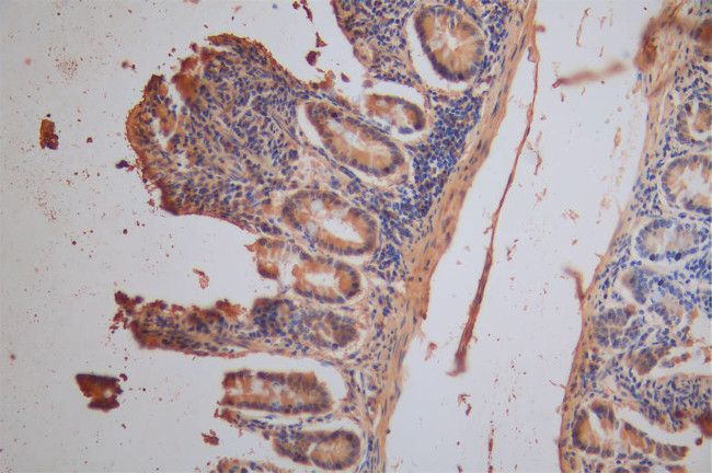 XPNPEP1 Antibody in Immunohistochemistry (Paraffin) (IHC (P))