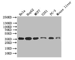 Annexin A4 Antibody in Western Blot (WB)