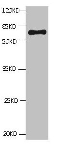 Bovine Serum Albumin Antibody in Western Blot (WB)
