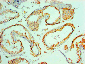 MYCBP Antibody in Immunohistochemistry (Paraffin) (IHC (P))