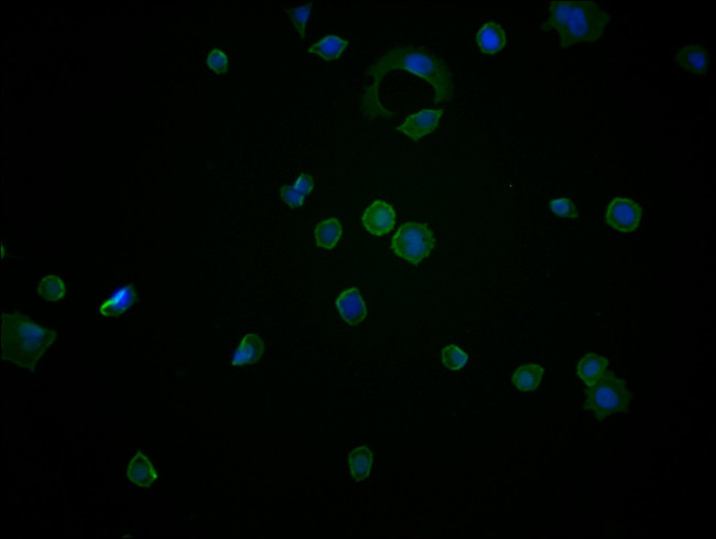 ENO1 Antibody in Immunocytochemistry (ICC/IF)
