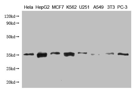 Cytochrome C1 Antibody in Western Blot (WB)
