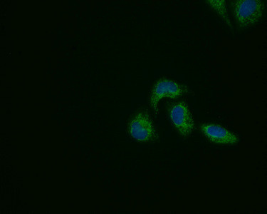 PRDX3 Antibody in Immunocytochemistry (ICC/IF)