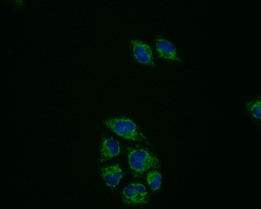 PRDX3 Antibody in Immunocytochemistry (ICC/IF)