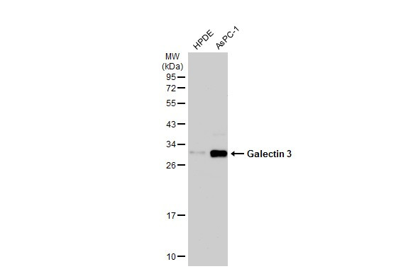 Galectin 3 Antibody in Western Blot (WB)