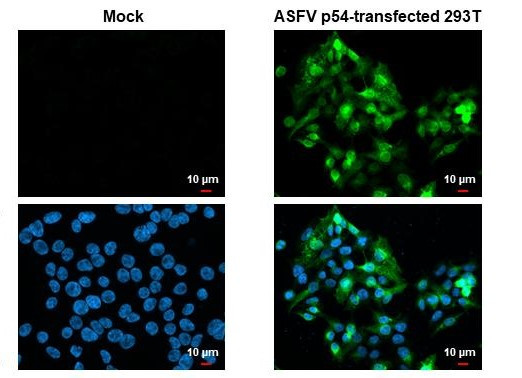 African Swine Fever Virus Structural Protein p54 Antibody in Immunocytochemistry (ICC/IF)