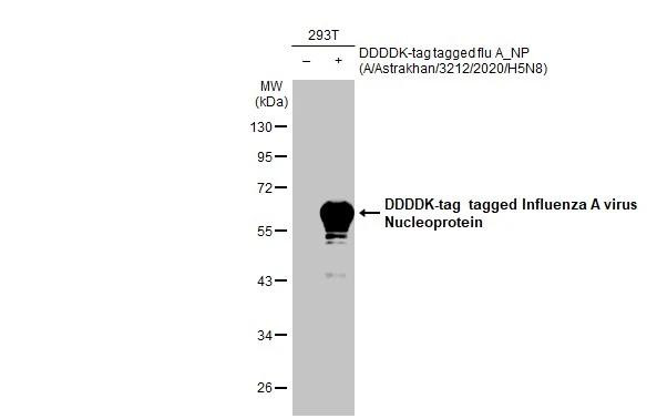 Influenza A virus Nucleoprotein Antibody in Western Blot (WB)
