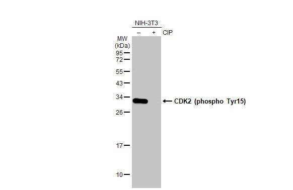 Phospho-CDK2 (Tyr15) Antibody in Western Blot (WB)