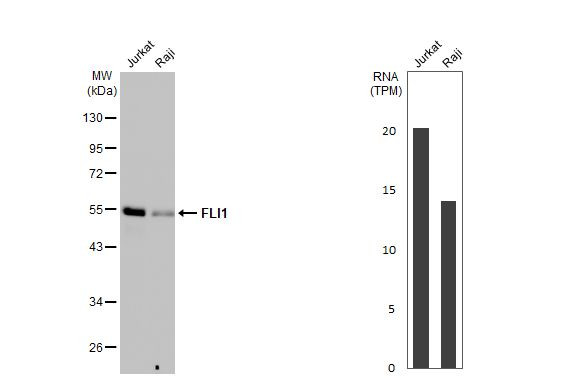 FLI1 Antibody in Western Blot (WB)