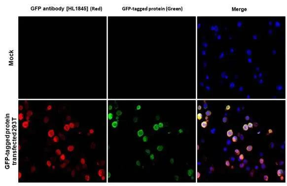 GFP Antibody in Immunocytochemistry (ICC/IF)