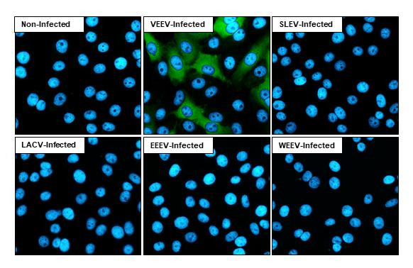 Venezuelan Equine Encephalitis Virus NSP2 Antibody in Immunocytochemistry (ICC/IF)