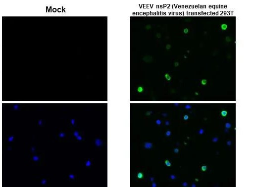 Equine Encephalitis Virus NSP2 Antibody in Immunocytochemistry (ICC/IF)