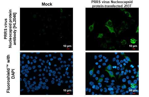 PRRS Virus Nucleocapsid Protein Antibody in Immunocytochemistry (ICC/IF)